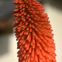 何時ものところで夏の花トリトマが咲いています