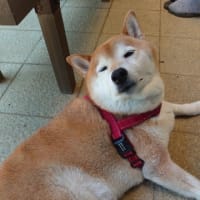 紫陽花満開