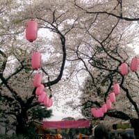 第23回中野通り桜まつり