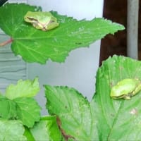 チビカエ吉