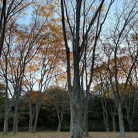 「馬鈴薯」