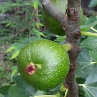 ５月の和久屋