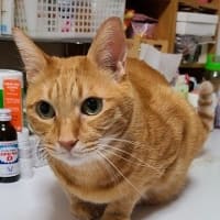 進次郎君、頑張ってるね！😸