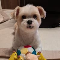 犬との遊び