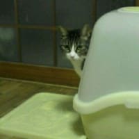 今年最後のウンだめし