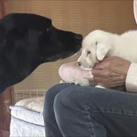 くるみとチビわん達の日