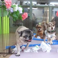 2025年7月の【パピーパーティー】のご案内(^^)/　　犬のしつけ教室＠アロハドギー