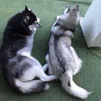 ある日の午後