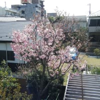 寒緋桜の花