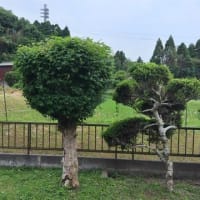 サッパリ。