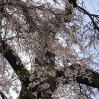 笹野の枝垂れ桜