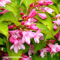 「相模原麻溝公園」では「タニウツギ」がピンクの可憐な花を！！