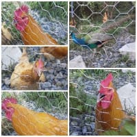 近所の鶏舎