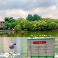 ササゴイに会いに行ったら思わぬ出会いが…