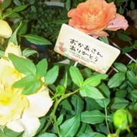 母の日
