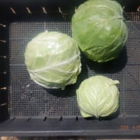 　夏日の中　収穫6種類　植え付け山芋