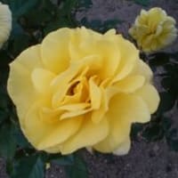 わたし自身がいっしょに行って　（出エジプト３３：１４）