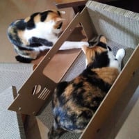 母と娘の台湾旅行記♪　と支援報告です