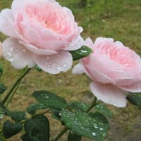 雨の濁川公園の薔薇