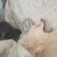 4さいになりました