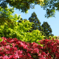 高良山の森林つつじ公園へ
