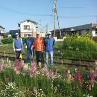 春の花咲きました。