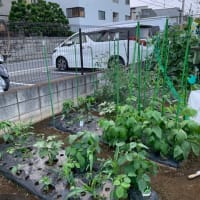 すくすく成長中！