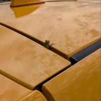 雨蛙🐸