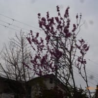 ジャカランダの木と春の息吹