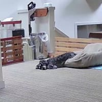 何が怖いの？京の再来？！