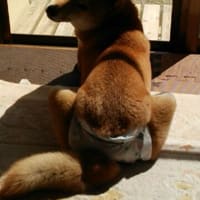 外を眺めるさくら