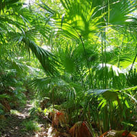 植物図鑑－98　オガサワラビロウ