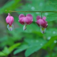 光が丘　香りハーブガーデンの花たち　　　13
