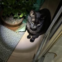 夜の黒猫ダブル