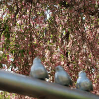 桜を見る会 with ピコリーノ