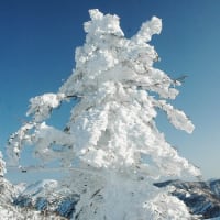 志賀高原絶景雪景色