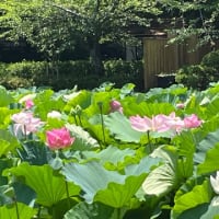 鎌倉に〜　蓮の花・アガパンサスを♪