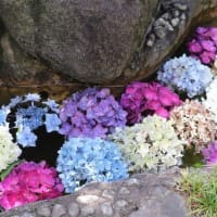 池の紫陽花