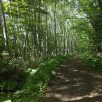 六月の野幌森林公園と新北のうた暦と
