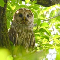 フクロウの夏へ