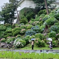 小田原城あじさい花菖蒲まつり