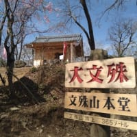 幸せの白いカタクリ