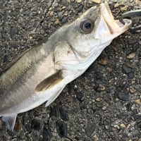 プチ爆釣⁉️