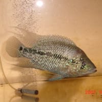 ③サウス♂