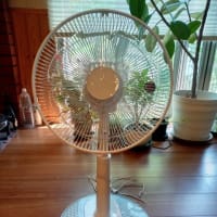 安い扇風機買った・・・