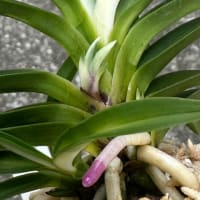 不老白を産んだ親木