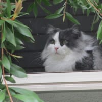 猫とバラとクレマチス