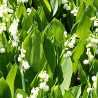 連休報告、営業時間、庭の花のこと