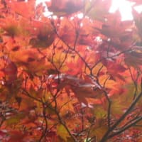 本日は紅葉狩りへ