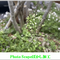 我が家に咲くぺんぺん草